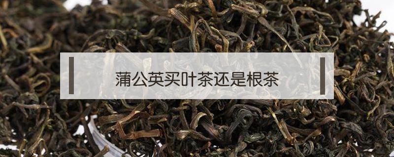 蒲公英买叶茶还是根茶 蒲公英茶根茶好还是叶茶好