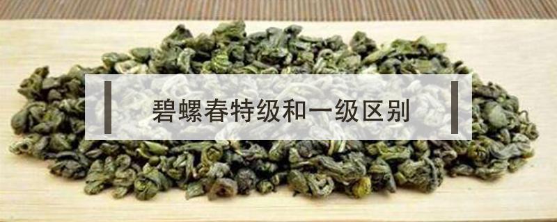 碧螺春特级和一级区别（三级碧螺春和一级的区别）