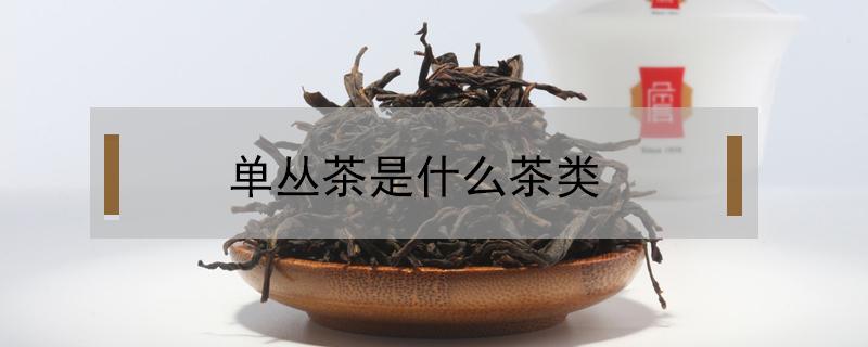 单丛茶是什么茶类（高山单丛茶是什么茶类）