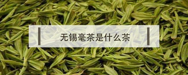 无锡毫茶是什么茶