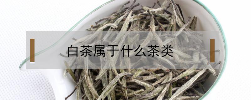 白茶属于什么茶类（野生白茶属于什么茶类）