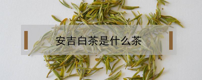 安吉白茶是什么茶（安吉白茶是什么茶树）