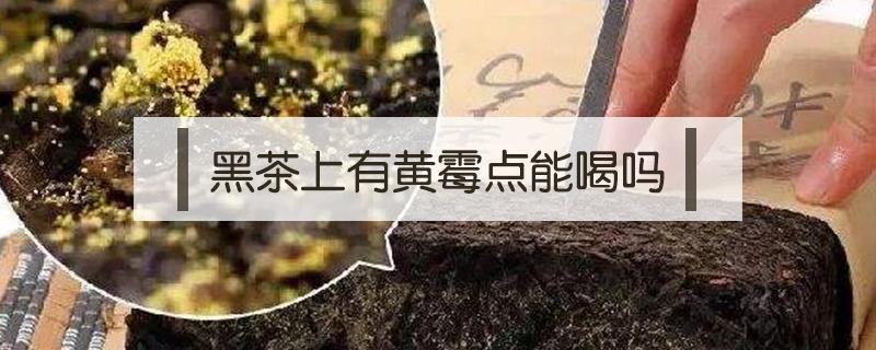 黑茶上有黄霉点能喝吗（黑茶有黄色的霉点）