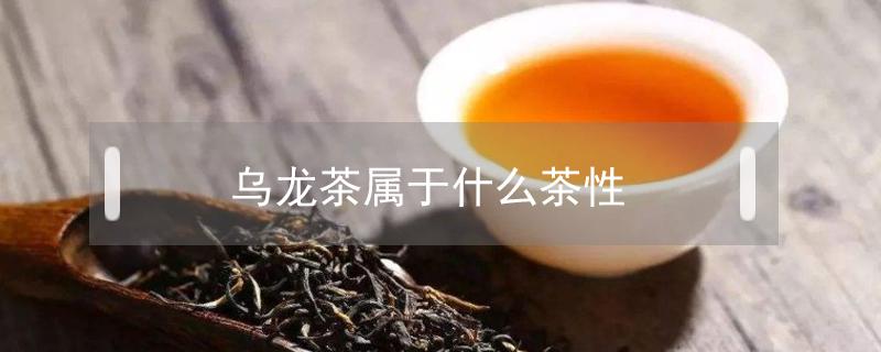 乌龙茶属于什么茶性（乌龙茶是什么性质）