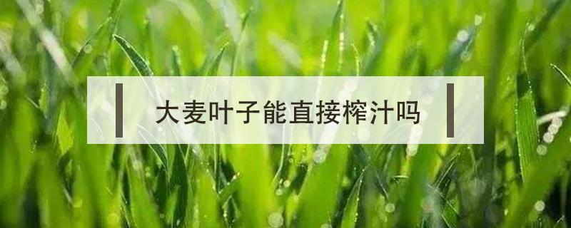 大麦叶子能直接榨汁吗（大麦汁怎么榨）