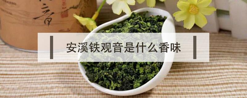 安溪铁观音是什么香味（安溪铁观音的香气和滋味）