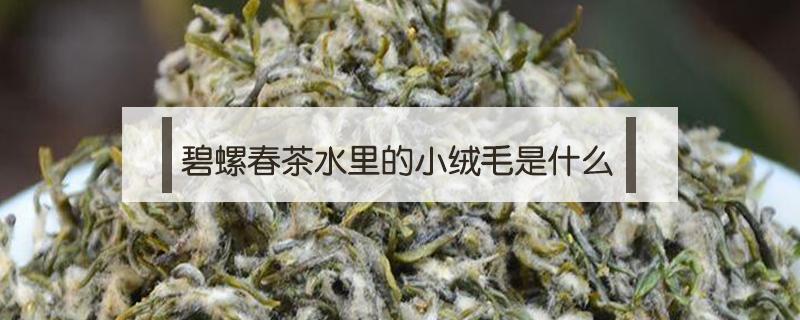 碧螺春茶水里的小绒毛是什么 碧螺春茶上毛绒绒叫啥