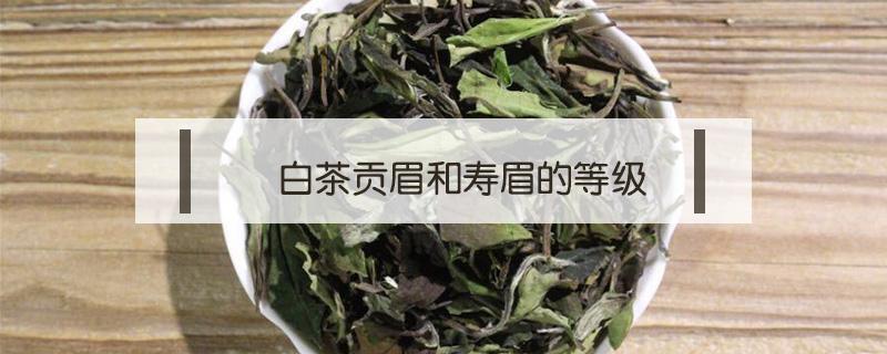 白茶贡眉和寿眉的等级（白茶寿眉与贡眉）