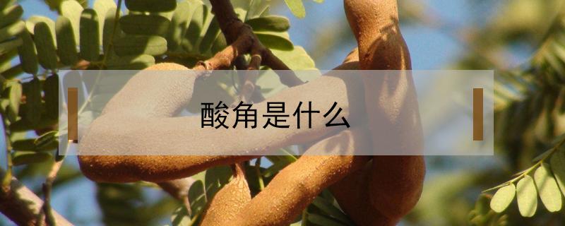 酸角是什么（酸角是什么做的）