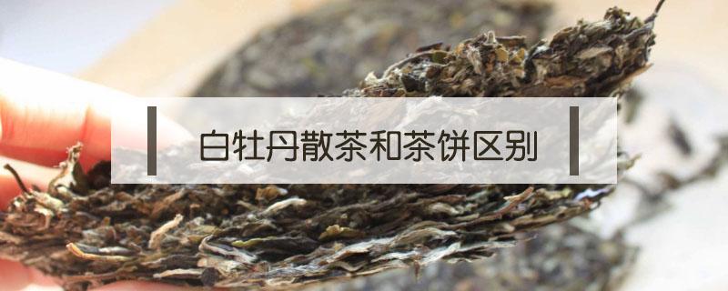 白牡丹散茶和茶饼区别 白牡丹茶饼和散茶的区别