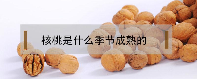 核桃是什么季节成熟的 核桃是每年几月份成熟