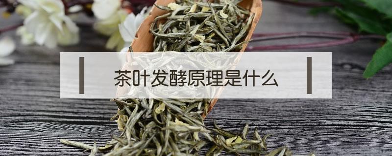 茶叶发酵原理是什么（茶叶发酵的实质是什么?作用是什么?）