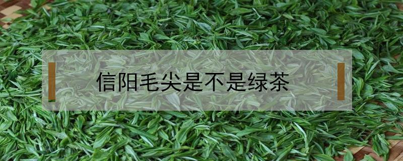 信阳毛尖是不是绿茶（信阳毛尖是不是绿茶?）