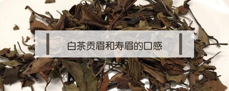 白茶贡眉和寿眉的口感（老白茶属于贡眉还是寿眉）