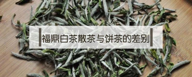 福鼎白茶散茶与饼茶的差别（福鼎白茶散茶和饼茶的区别）