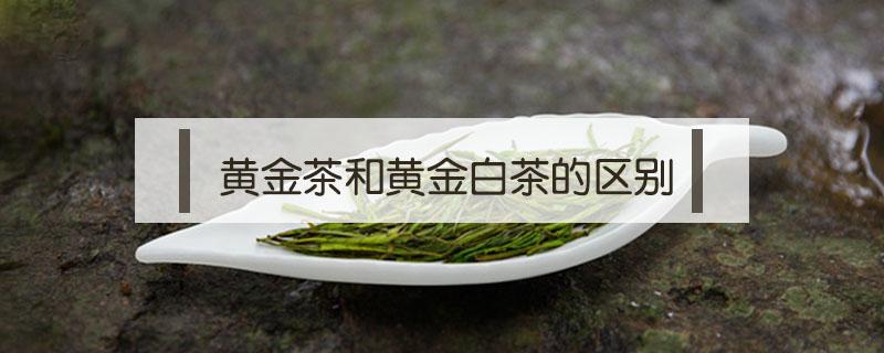 黄金茶和黄金白茶的区别（黄金茶与白茶的区别）