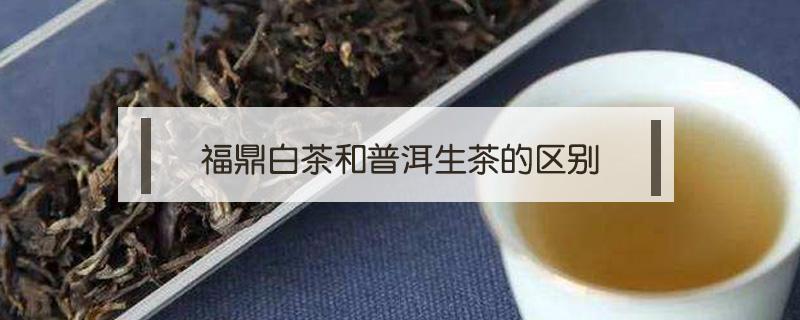 福鼎白茶和普洱生茶的区别 福鼎白茶与其他白茶的区别