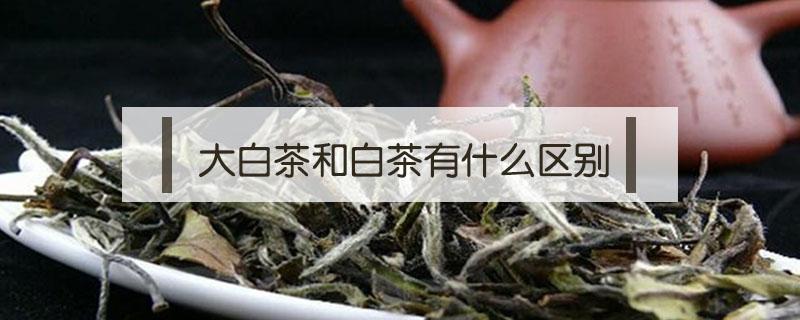 大白茶和白茶有什么区别（白茶的区别）