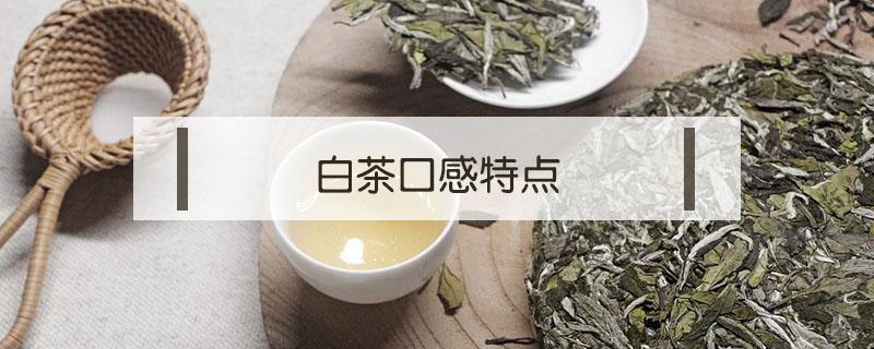 白茶口感特点 古树白茶口感特点