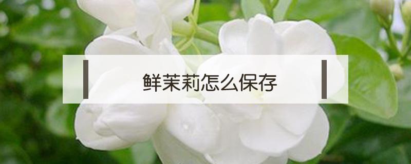 鲜茉莉怎么保存 鲜茉莉花可以冷冻保存吗