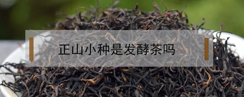正山小种是发酵茶吗(正山小种是半发酵茶还是全发酵茶)