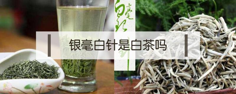 毛尖和白针银毫是一种茶吗（白毫银针属于叶茶吗?）