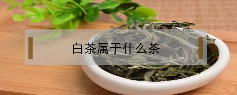 白茶属于什么茶 白茶属于什么茶的系列