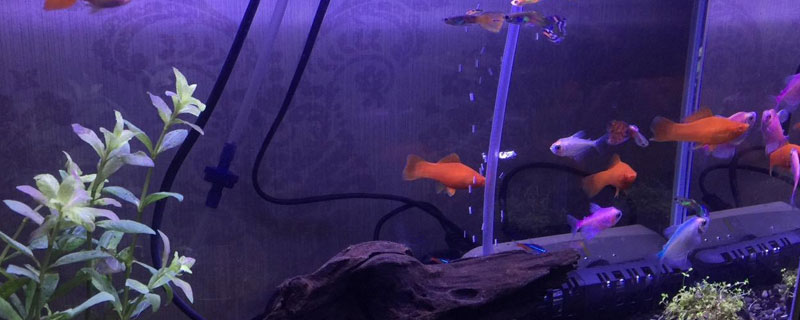 养孔雀鱼的鱼缸尺寸 鱼缸养多少孔雀鱼合适