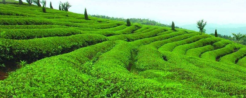 农业种植什么项目前景好赚钱多 农业种植什么项目前景好赚钱多些