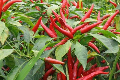 100亩朝天椒的利润多少,附亩产量计算