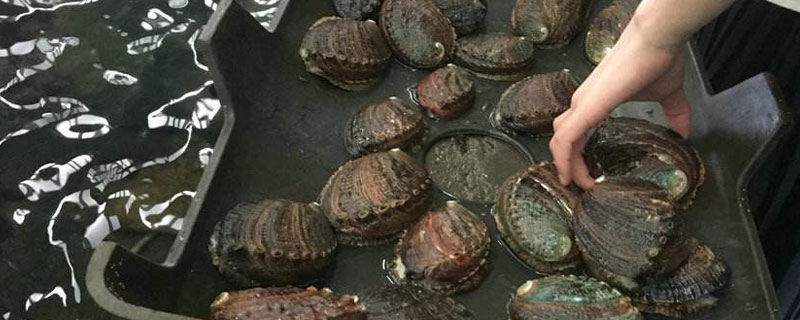 鲍鱼养殖投资要多少 养殖鲍鱼一年能赚多少钱