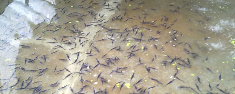 鸭嘴鱼苗哪里有卖（附近什么地方有鸭嘴鱼苗卖?）