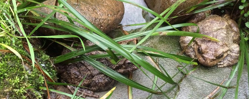 怎样养石蛙（石蛙的养殖技术与方法）