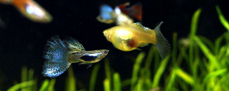 孔雀鱼的种类（孔雀鱼的种类名称大全）