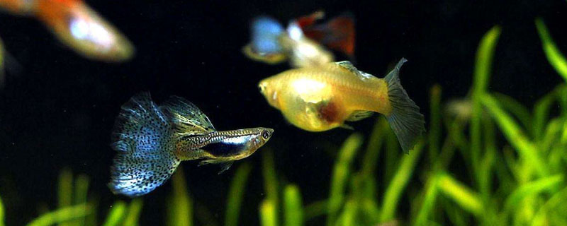 养孔雀鱼的技巧 养孔雀鱼的方法和技巧