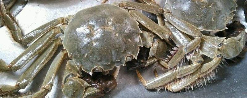 12月还能吃大闸蟹吗 十二月份还能吃大闸蟹吗