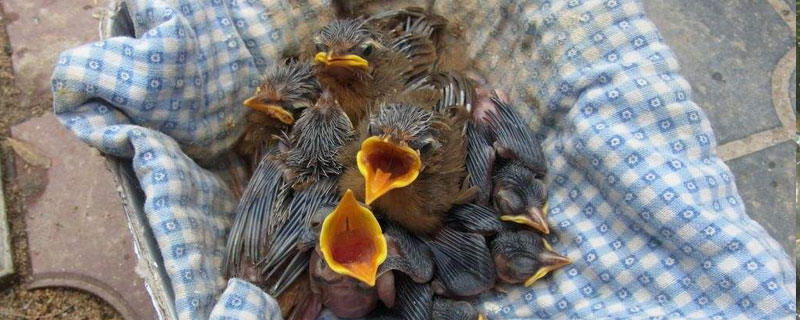 画眉幼鸟怎么养 画眉幼鸟怎么养成活高