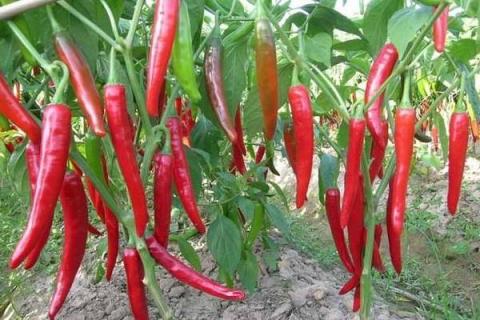 100亩朝天椒的利润多少,附亩产量计算