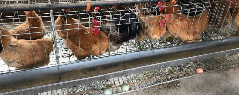 高产笼养绿壳蛋鸡（高产笼养绿壳蛋鸡养枝术教程）