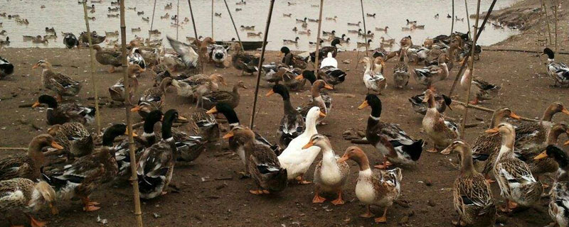 蛋鸭多少天产蛋 蛋鸭一般能产几个月的蛋