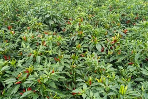 100亩朝天椒的利润多少,附亩产量计算