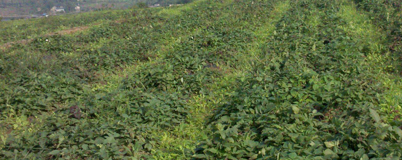 山东适合种植什么药材