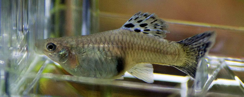 怀孕的孔雀鱼怎么养 孔雀鱼怀孕了怎么养