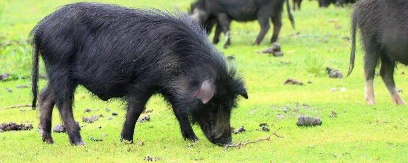 藏香猪养殖利润高为什么没人养 藏香猪养殖利润高为什么没人养猪