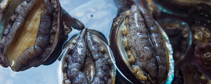 买回来的鲍鱼如何养 买回的鲍鱼怎么养几天