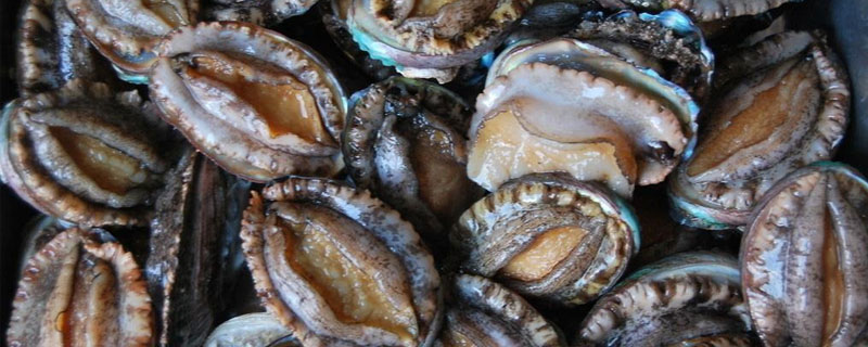 养鲍鱼风险 养殖鲍鱼的风险与利润