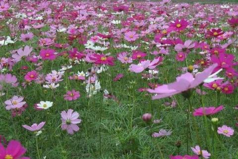 种植1亩格桑花种子成本要多少,附种植技术