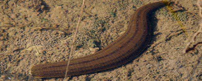 水蛭养殖的困难及风险，养殖需谨慎 水蛭养殖风险大不大?