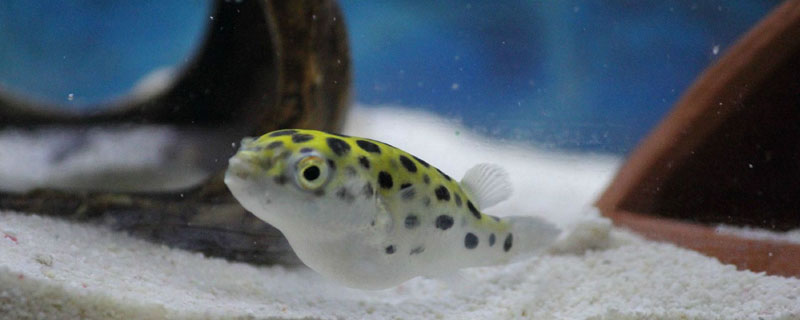 养河豚要注意什么 河豚怎么养