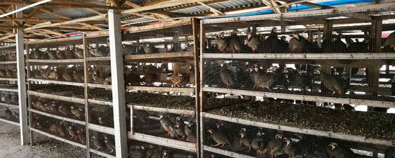 投资小占地少的养殖项目（投资小的养殖业）